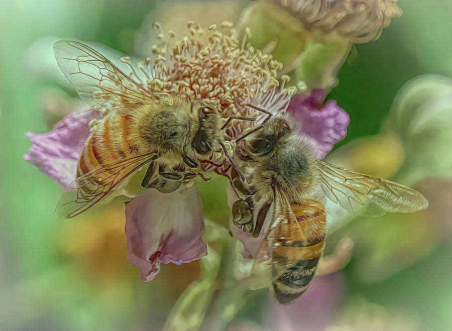 Enchanted Bee 3447 Photograph by Samuel Sheats