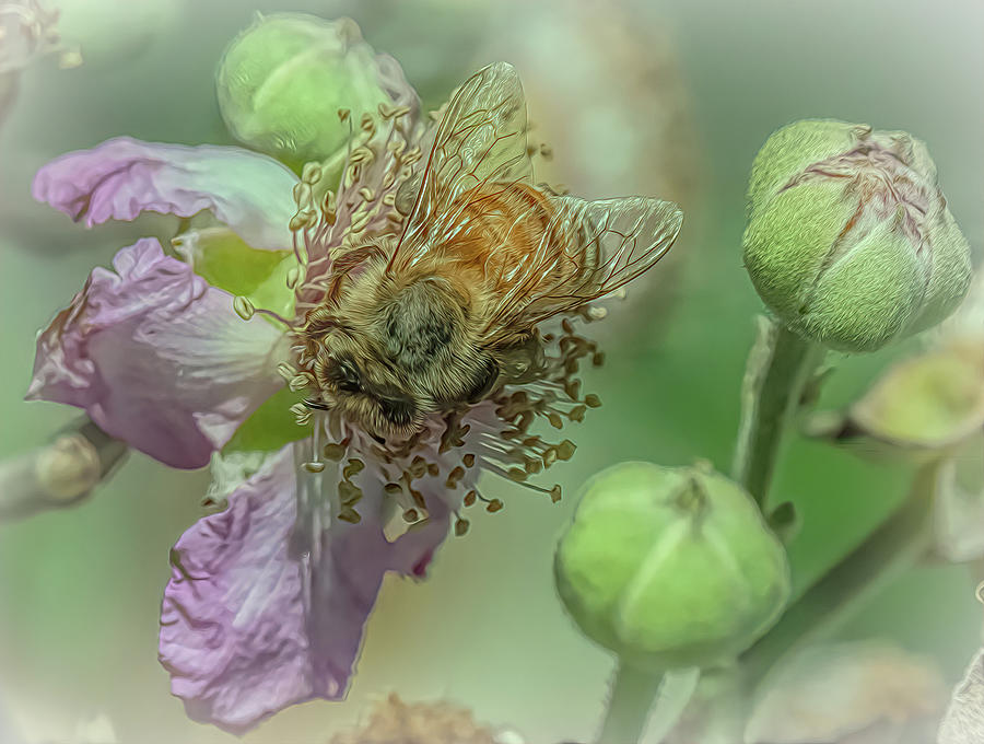 Enchanted Bee 3611 Photograph by Samuel Sheats