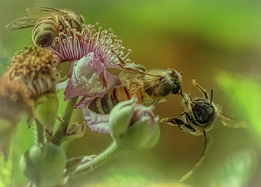 Enchanted Bee 3983 Photograph by Samuel Sheats