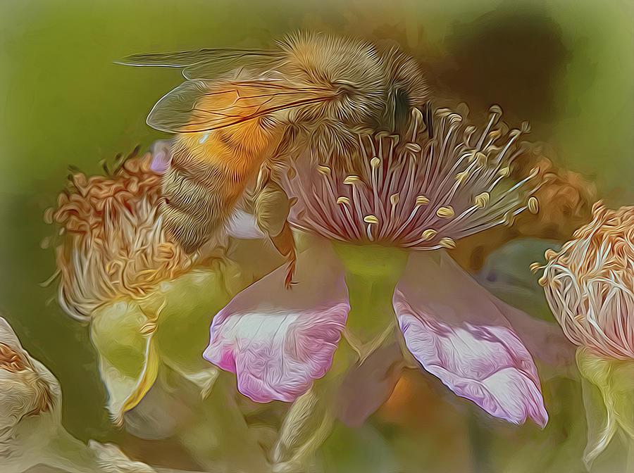 Enchanted Bee 4267 Photograph by Samuel Sheats
