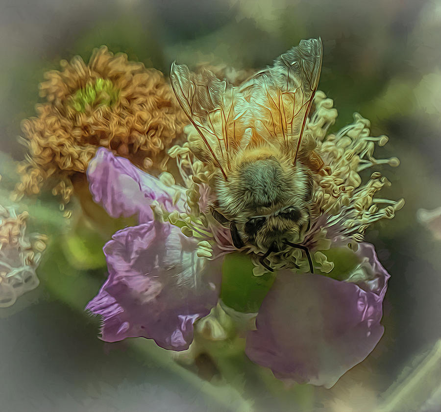Enchanted Bee 4383 Photograph by Samuel Sheats