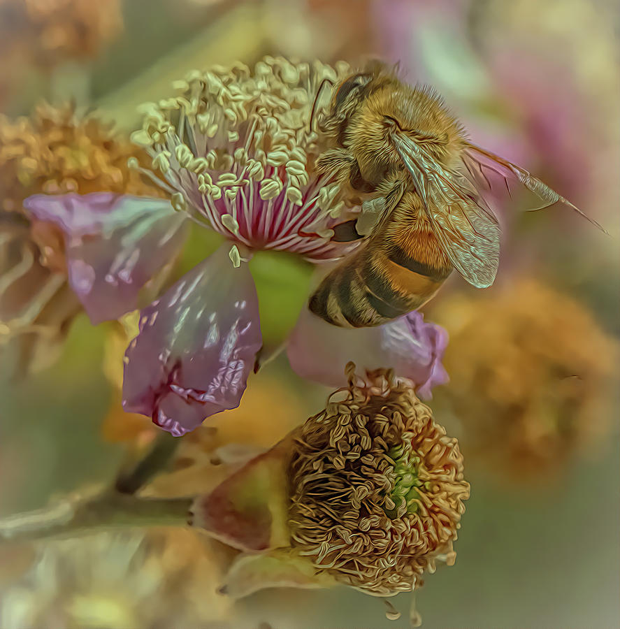 Enchanted Bee 4543 Photograph by Samuel Sheats