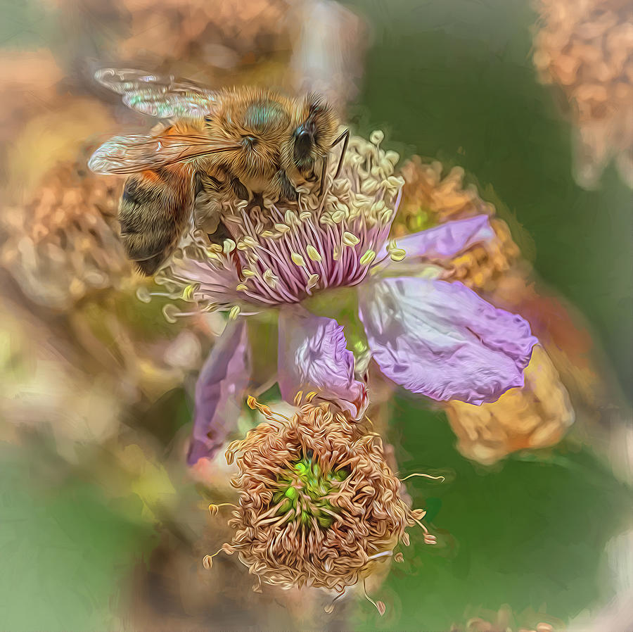 Enchanted Bee 4553 Photograph by Samuel Sheats