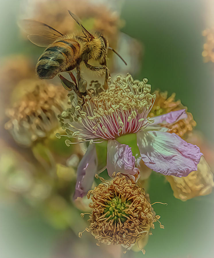 Enchanted Bee 4558 Photograph by Samuel Sheats