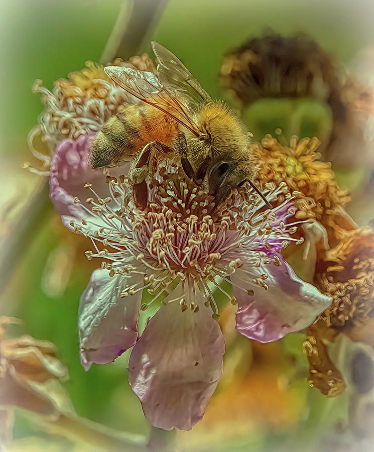 Enchanted Bee 4982 Photograph by Samuel Sheats