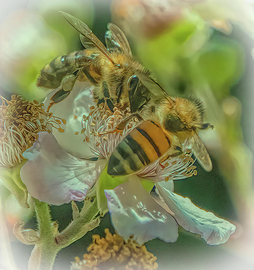 Enchanted Bee 5006 Photograph by Samuel Sheats