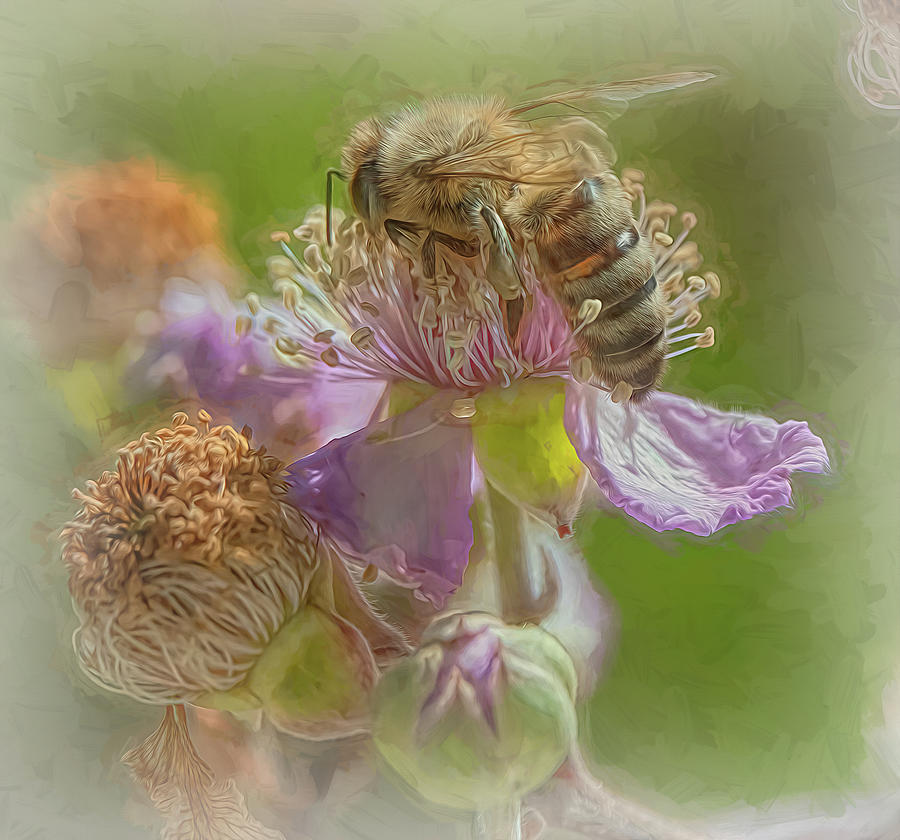Enchanted Bee 5090 Photograph by Samuel Sheats