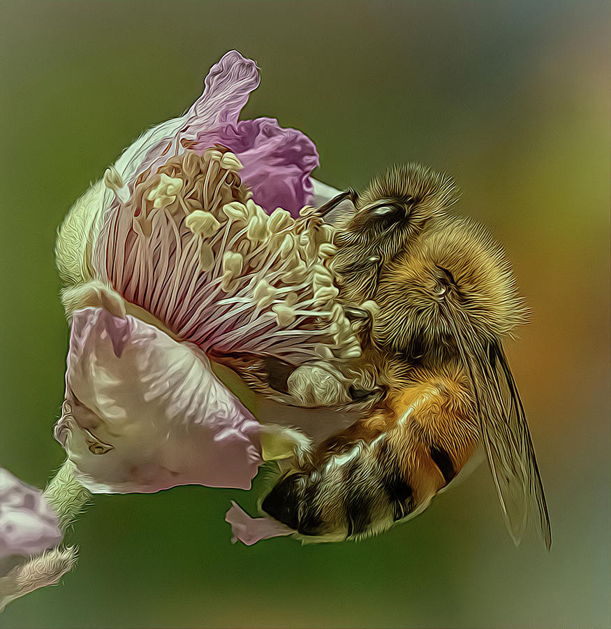 Enchanted Bee 5228 Photograph by Samuel Sheats