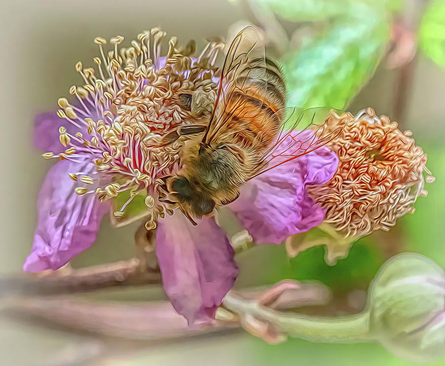 Enchanted Bee 5635 Photograph by Samuel Sheats