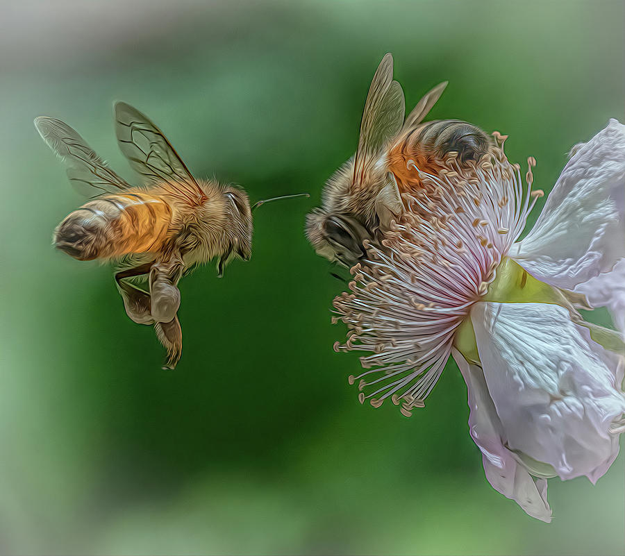Enchanted Bee 5677 Photograph by Samuel Sheats