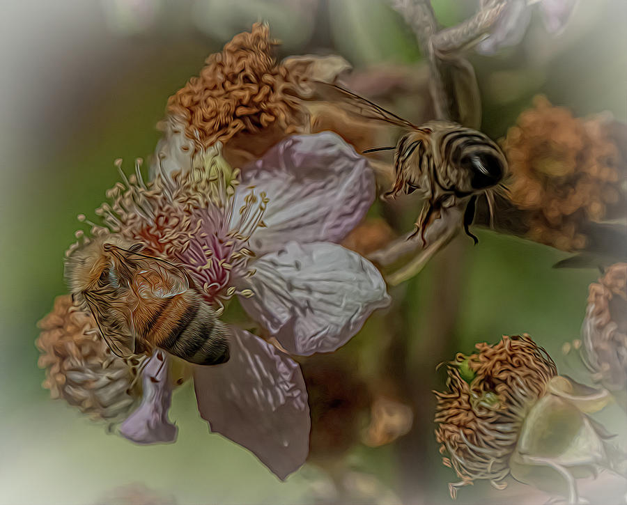 Enchanted Bee 5859 Photograph by Samuel Sheats