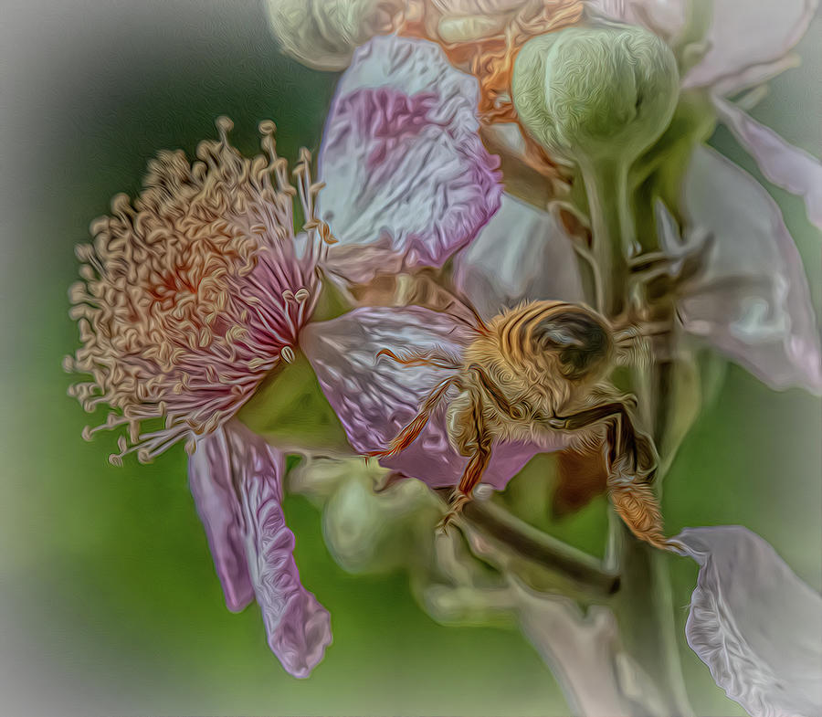 Enchanted Bee 5961 Photograph by Samuel Sheats