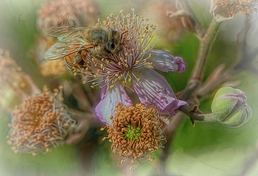 Enchanted Bee 5998 Photograph by Samuel Sheats