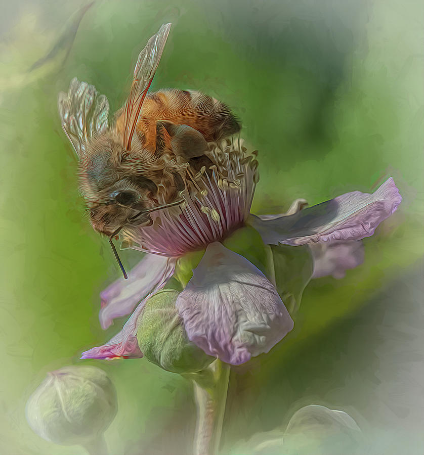 Enchanted Bee 6696 Photograph by Samuel Sheats