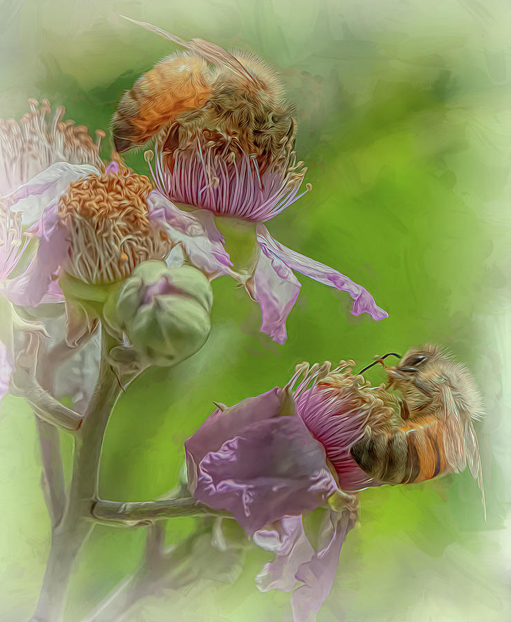 Enchanted Bee 6899 Photograph by Samuel Sheats