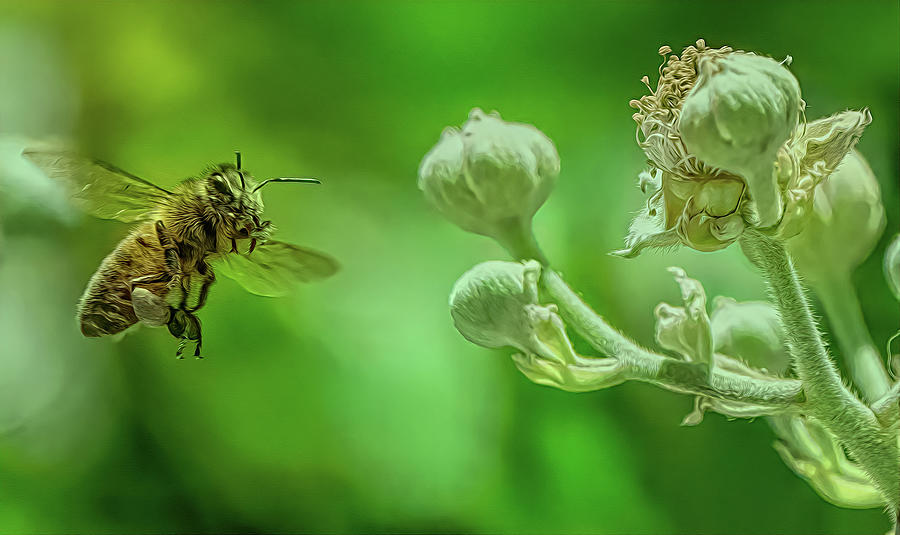 Enchanted Bee 8077 Photograph by Samuel Sheats