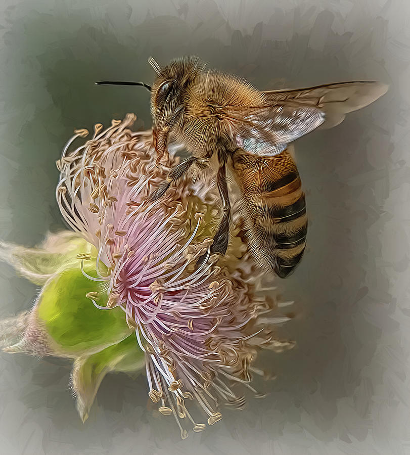 Enchanted Bee 8715 Photograph by Samuel Sheats