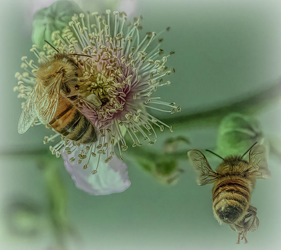 Enchanted Bee 8945 Photograph by Samuel Sheats