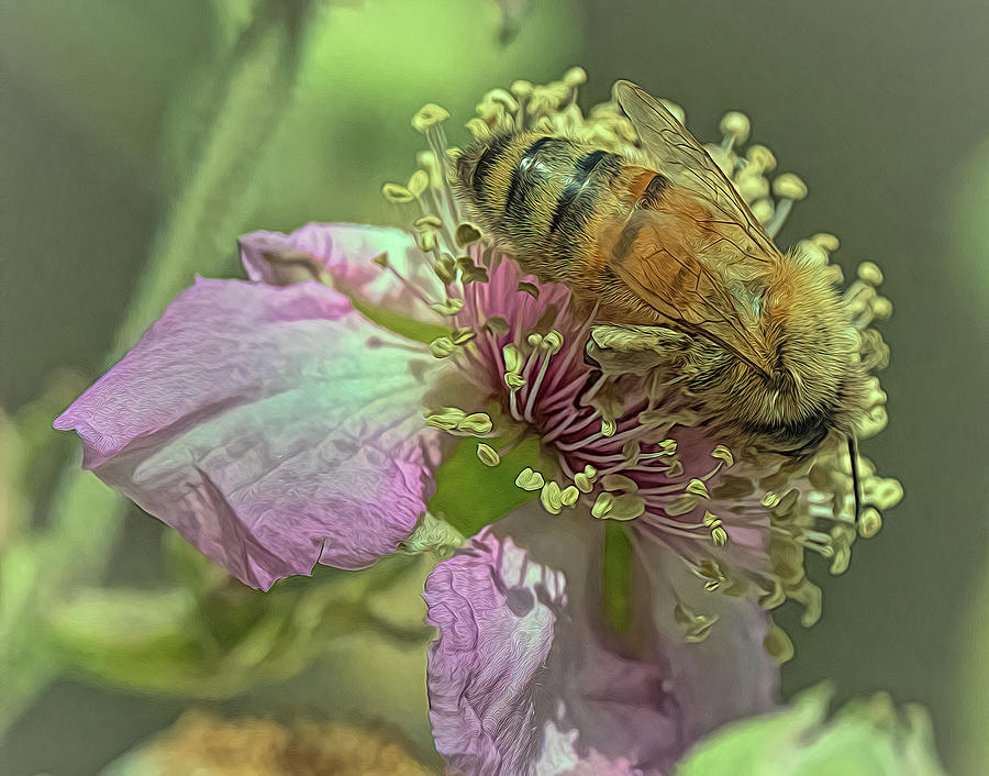 Enchanted Bee 9305 Photograph by Samuel Sheats