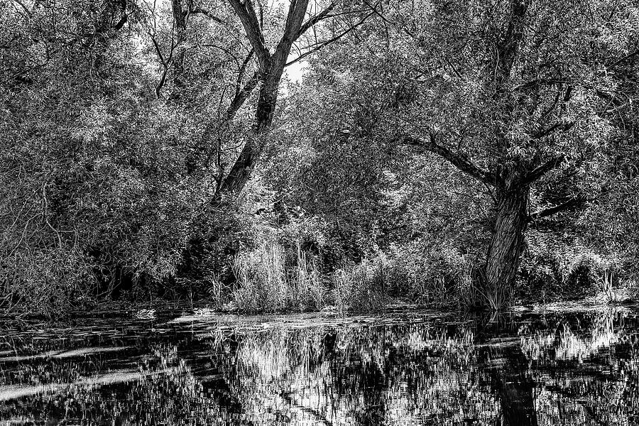 Enchanted creek BW #l2 Photograph by Leif Sohlman