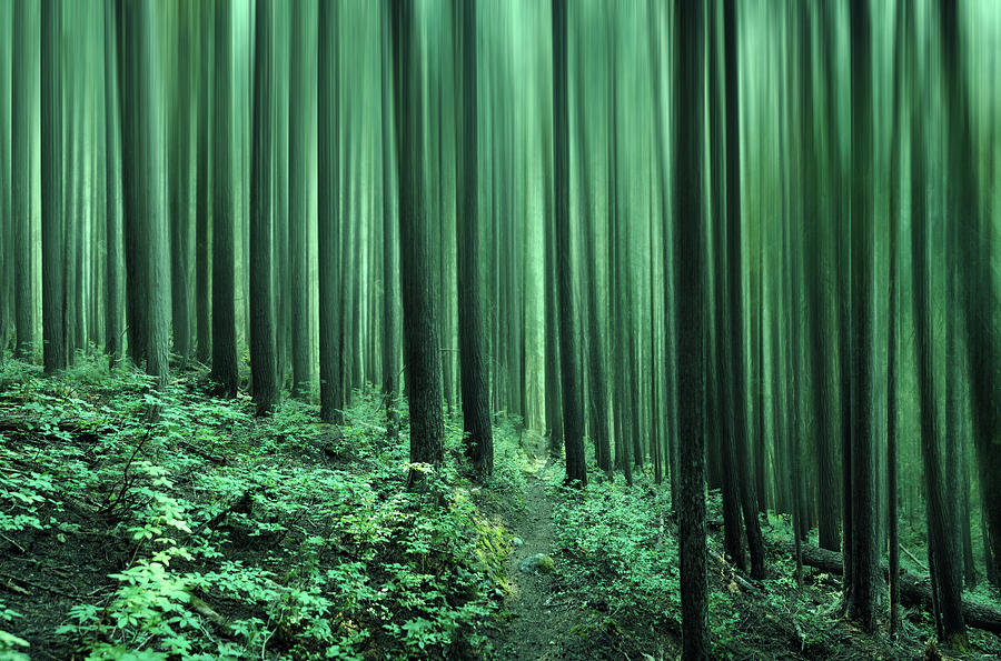 Enchanted Emerald Forest 2 Digital Art by Pelo Blanco Photo