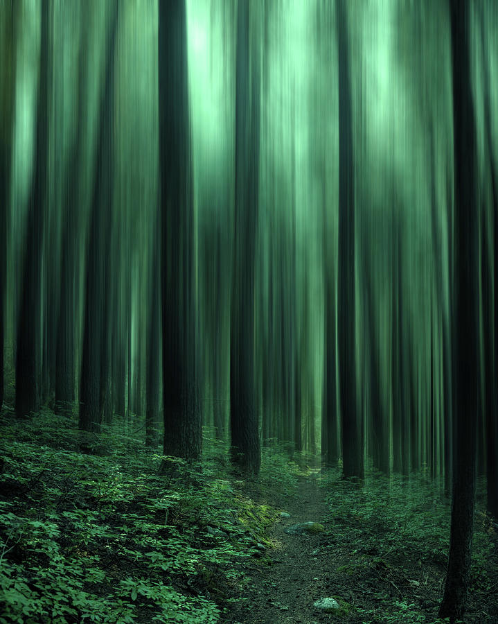 Enchanted Emerald Forest Digital Art by Pelo Blanco Photo