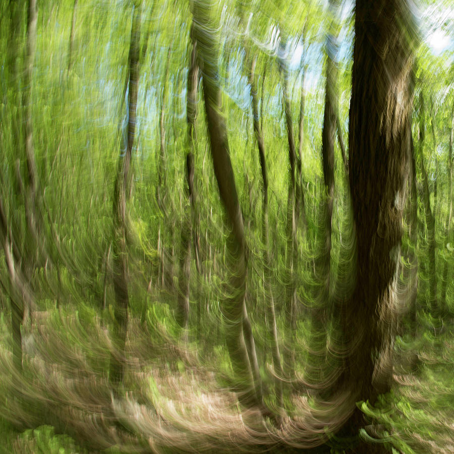 Enchanted Forest 1 Photograph
