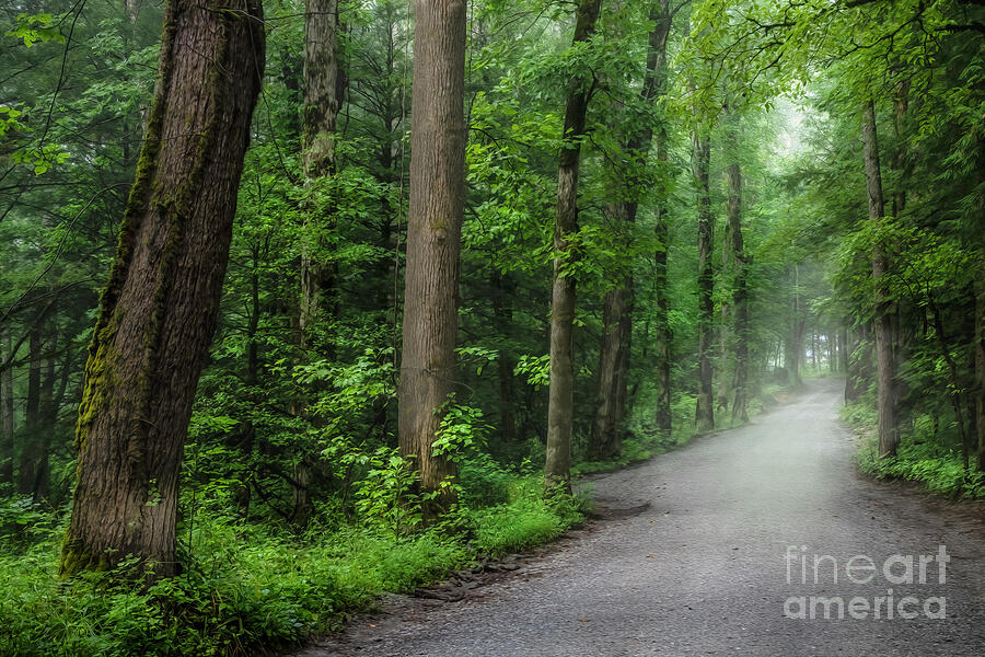 Enchanted Forest at Cades Cove Photograph by Shelia Hunt