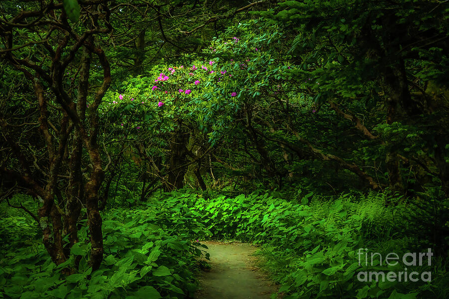 Enchanted Forest at Roan Mountain Photograph by Shelia Hunt