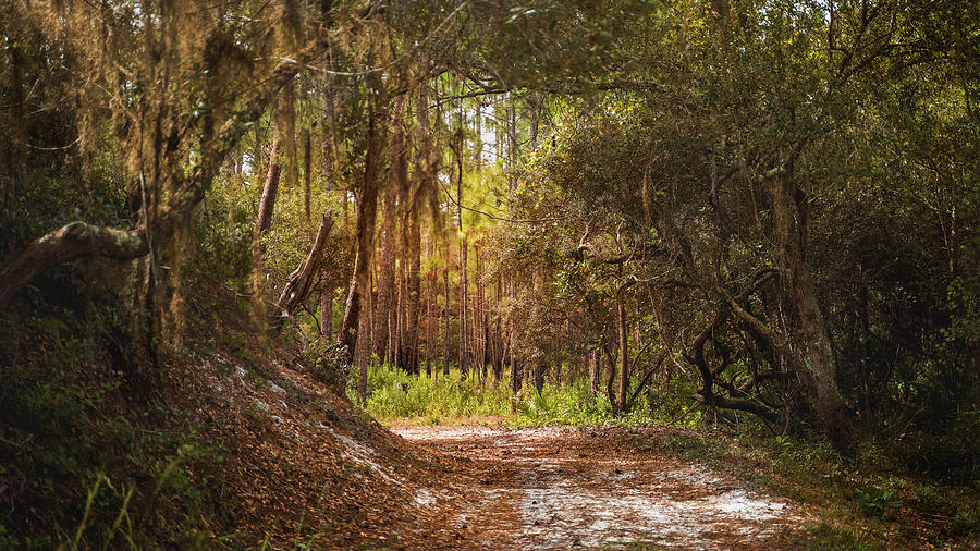 Enchanted Forest Photograph by Chris Woodard - Fine Art America