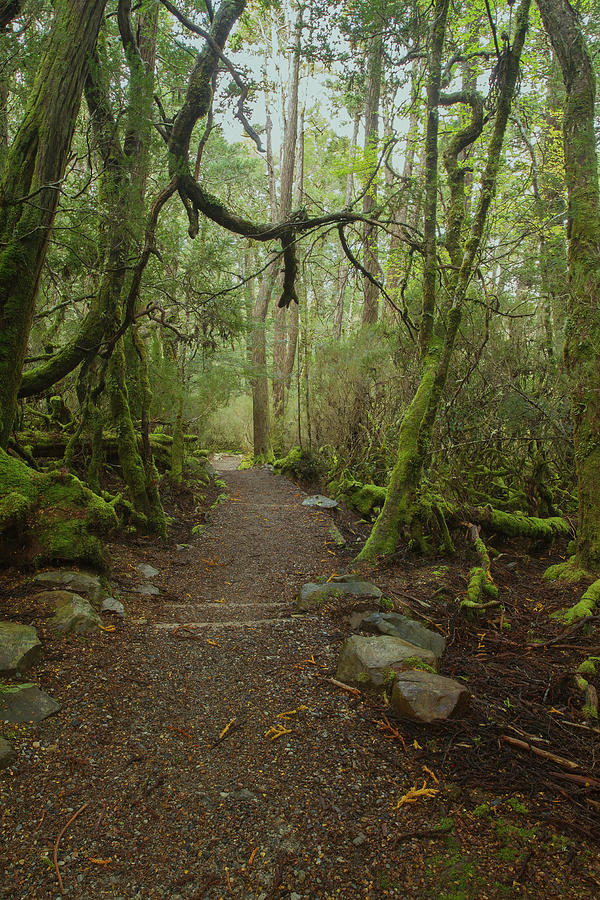 Enchanted Forest, Cradle Mountain, Tasmania, Australia Photograph by Elaine Teague