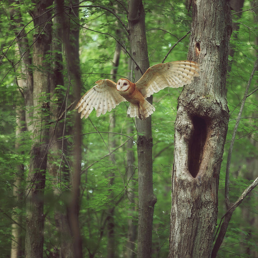Owl Photograph - Enchanted Forest Cropped Version by Carrie Ann Grippo-Pike