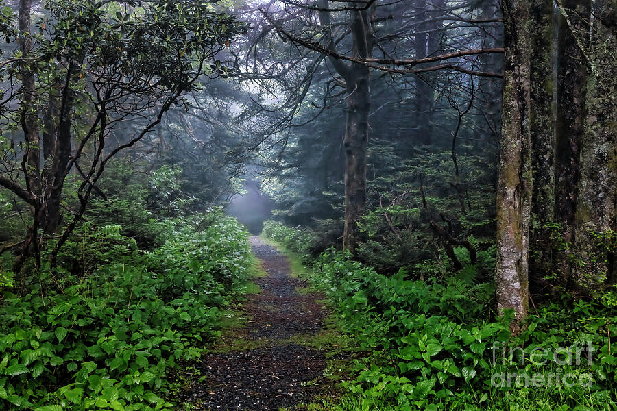 Enchanted Forest in the Blue Ridge Mountains Photograph by Shelia Hunt