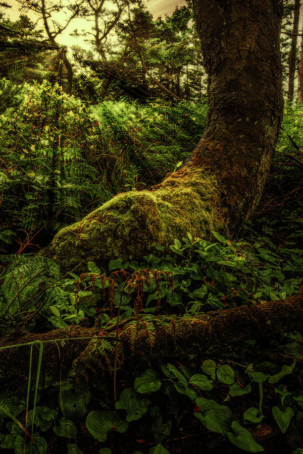 Enchanted Forest Photograph by Jim Painter