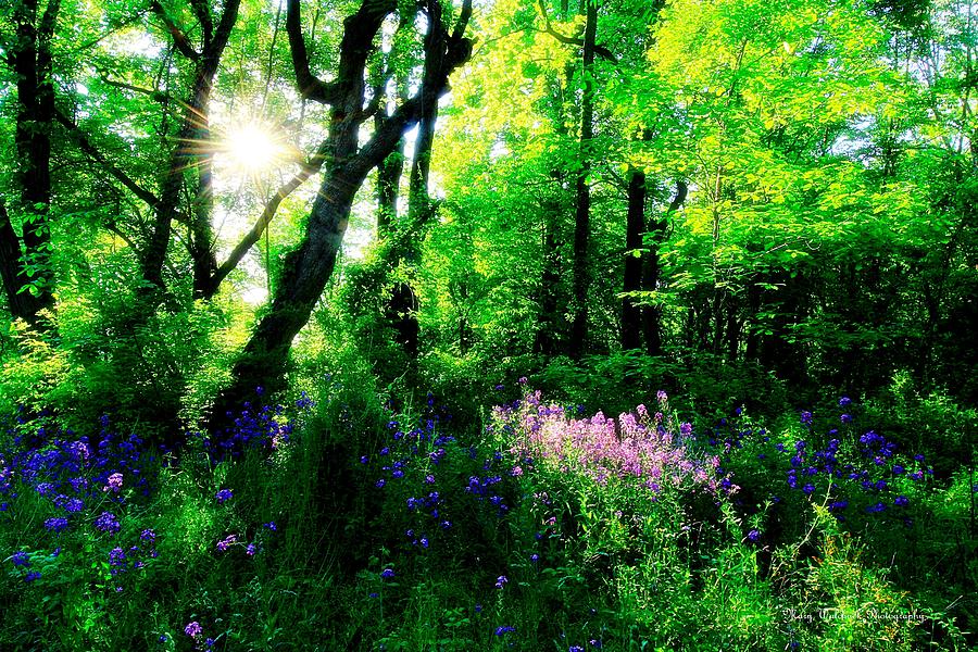 Enchanted Forest Photograph by Mary Walchuck