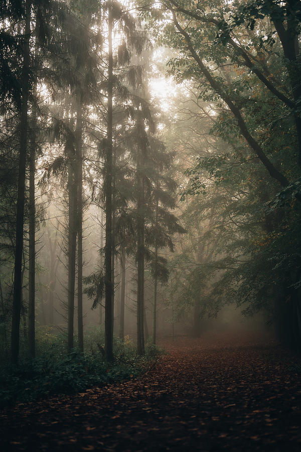 Enchanted forest Photograph by Mieke van den Berg - Fine Art America