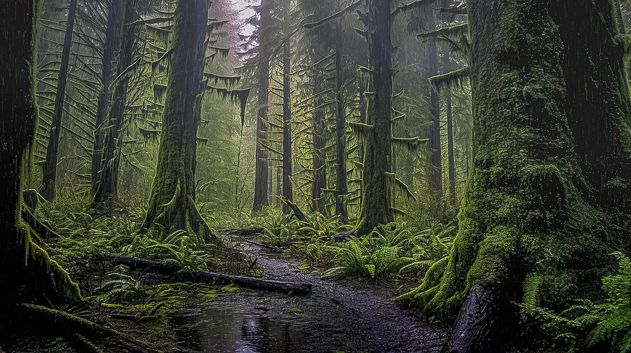 Enchanted Forest Pathway Photograph By Bill Posner - Fine Art America