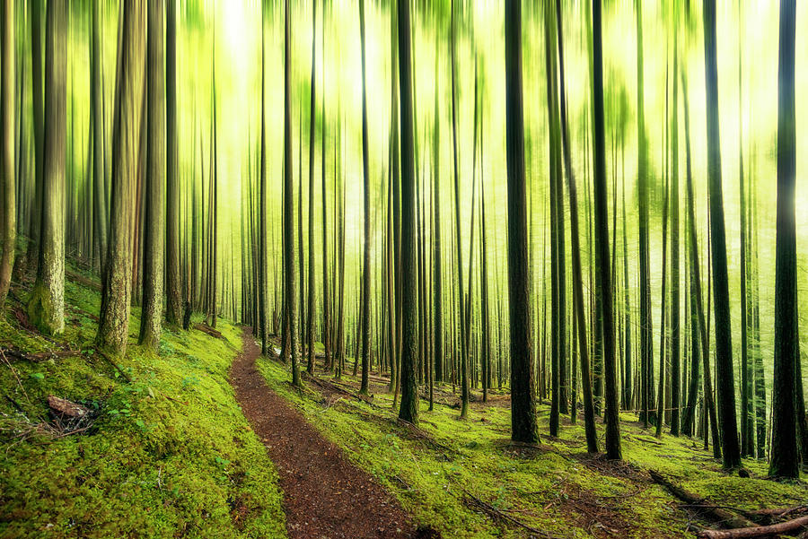 Enchanted Forest Digital Art by Pelo Blanco Photo
