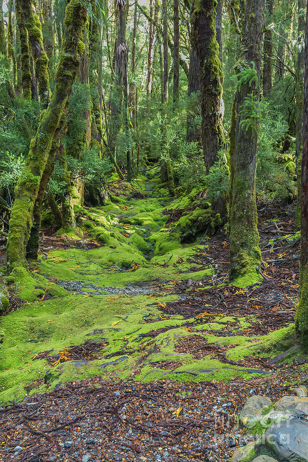 Enchanted Forest, Ronny Creek, Cradle Mountain, Tasmania, Austra Photograph by Elaine Teague