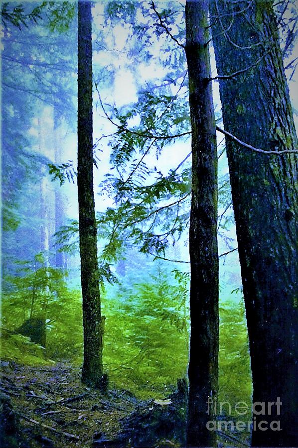 Abstract Digital Art - Enchanted Forest by Shelly Wiseberg