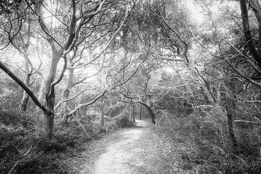 Enchanted Forest Trail - Fort Macon State Park Photograph by Bob Decker