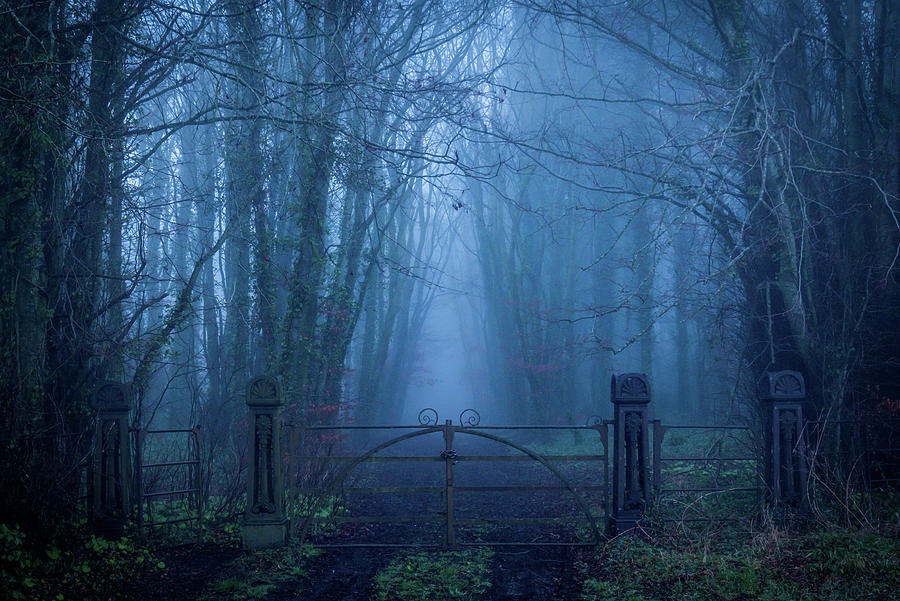 Enchanted Irish Forest Photograph