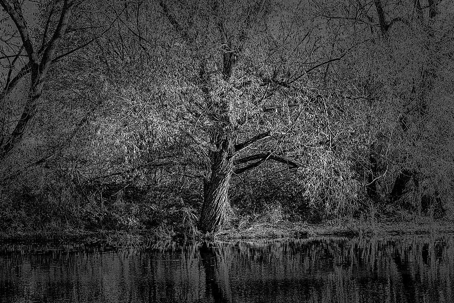 Enchanted light BW #l5 Photograph by Leif Sohlman