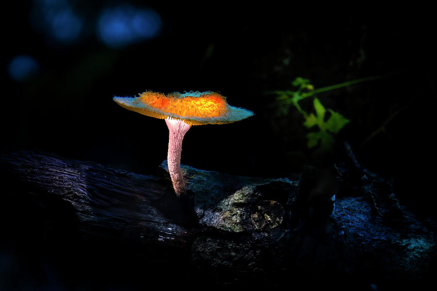 Enchanted Mushroom Photograph by Mark Andrew Thomas