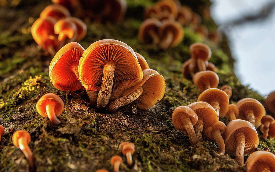 Nature Photograph - Enchanted Mushrooms by 8th Mile Photography