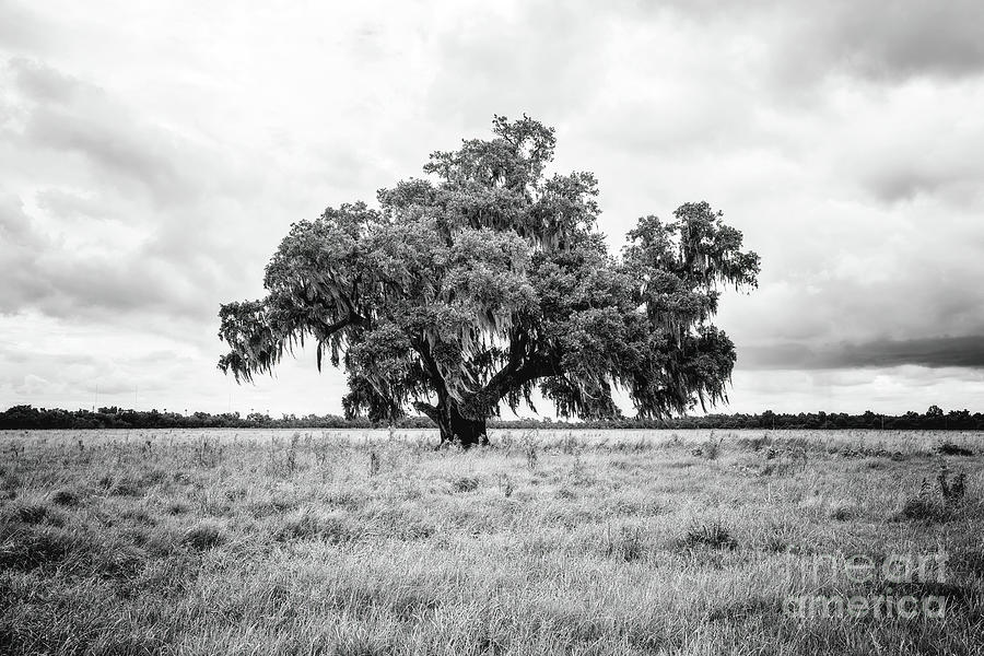 Enchanted Oak - BW Photograph by Scott Pellegrin