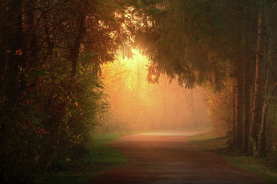 Enchanted Pathway Photograph by Rob Blair