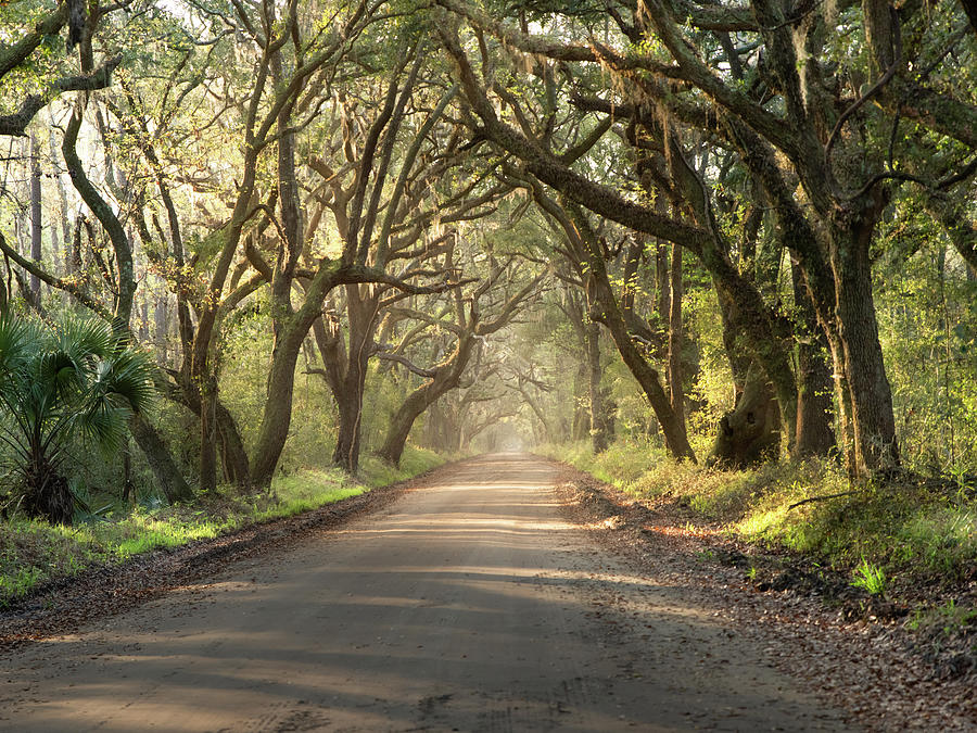 Enchanted Road Photograph by Sallie Woodring - Fine Art America