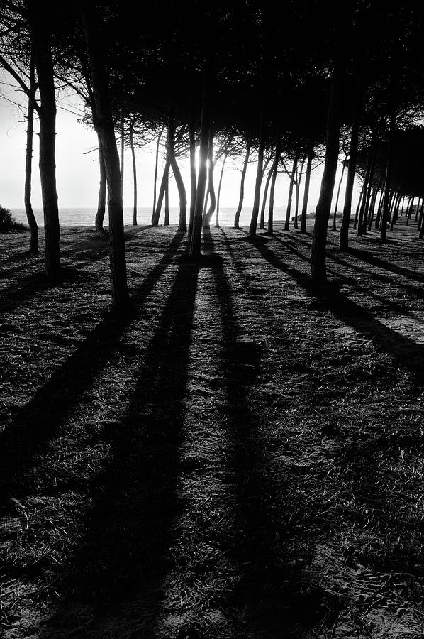 Enchanted sunset in Monochrome Photograph by Angelo DeVal