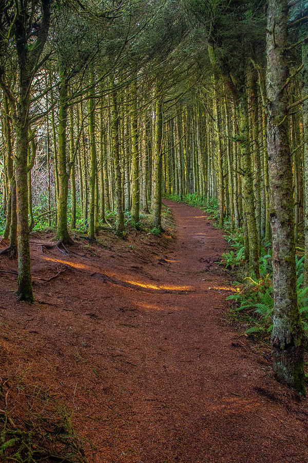 Enchanted Trail by Matthew Irvin Enchanted Trail by Matthew Irvin